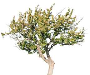Prunus avium - Kirsche, Vogelkirsche