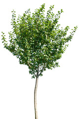 Prunus domestica - Kirsche, Kirschbaum, Süßkirsche