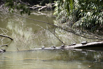 turtles in the river
