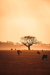 Tree in Field at Foggy Sunrise With Sheep in Foreground - 249421006