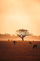 Tree in Field at Foggy Sunrise With Sheep in Foreground
