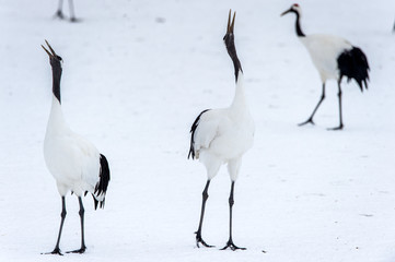 Dancing Cranes. The ritual marriage dance of cranes. The red-crowned crane. Scientific name: Grus japonensis, also called the Japanese crane or Manchurian crane, is a large East Asian Crane.