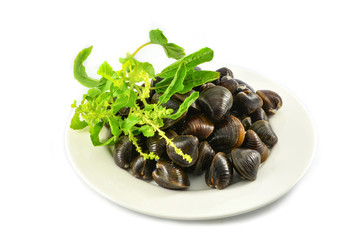 Freshwater shellfish bivalve such as clams shell on plate and holy basil isolated on white background