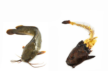 fresh raw catfish and fishbone from grilled catfish isolated on white background