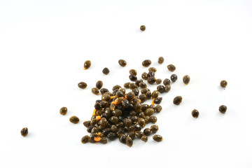 Papaya seed fruit for planting on white background