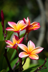 plumeria flower