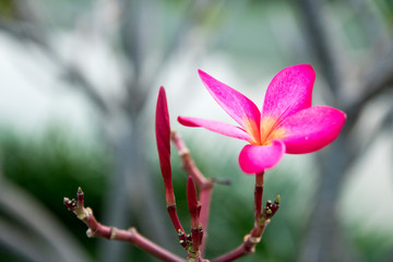 flower of magnolia