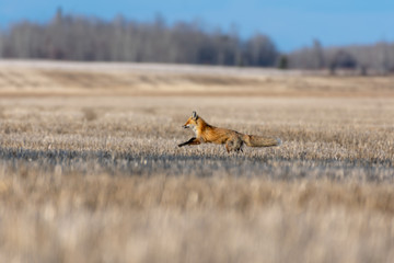 Red Fox Bounding Across a Farmers Field
