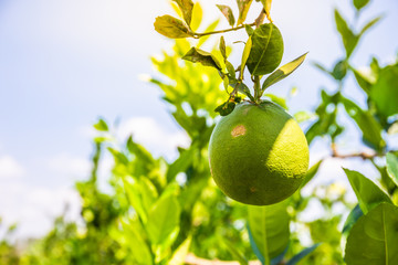 Close up of Lemon from a tree in a lemon grove. Copy space background