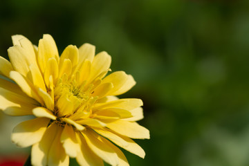 Spring Time here, and time to blossom flower and butterfly collect nectar and some fruit to grow