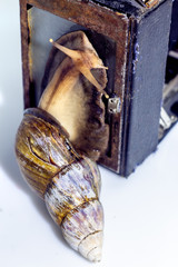 Closeup photography of a one giant snail in the Studio on a white glossy surface and blurred background with old retro camera