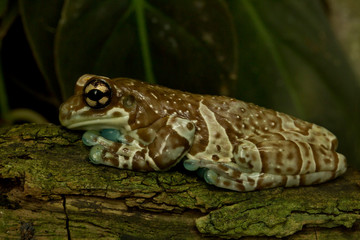 Amazon milk frog (Trachycephalus resinifictrix).