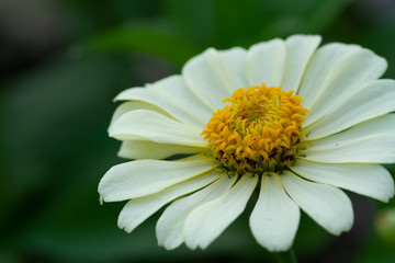 Obraz premium Spring Time here, and time to blossom flower and butterfly collect nectar and some fruit to grow