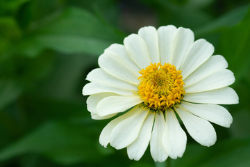 Spring Time here, and time to blossom flower and butterfly collect nectar and some fruit to grow