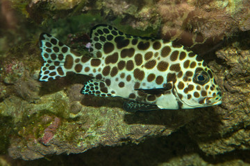 Harlequin sweetlips (Plectorhinchus chaetodonoides).