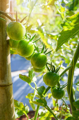 Young green tomato on vine plant tree nature garden background