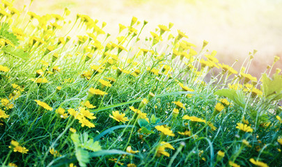 Fototapeta premium field of yellow wedelia trilobata / Singapore daisy flower Asteraceae