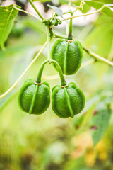 Green of Cassava fruit on branch plant tree and leaf in the cassava field agriculture plantation