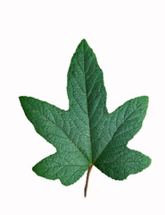 Beautiful green leaf isolated on white background / Green Maple