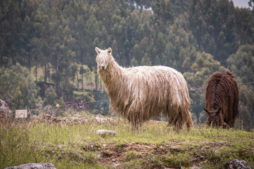 Alpacas in Peru