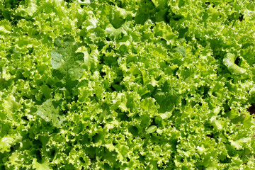 Fototapeta na wymiar Fresh vegetable background Green oak lettuce salad growing garden farm on agriculture for health food