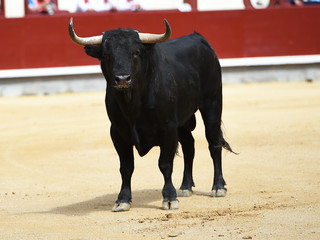 toro negrp en españa