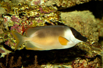 Magnificent Rabbitfish  (Siganus magnificus).