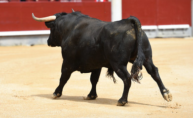 toro español