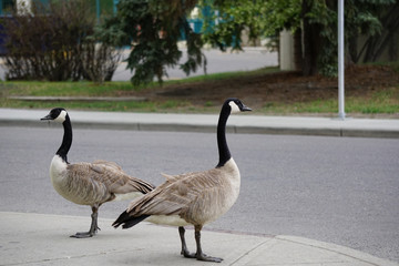 Two Canada Geese looking to cross the street
