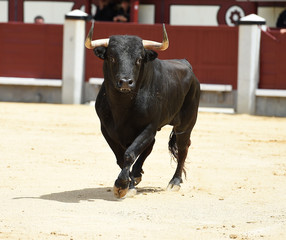 toro español