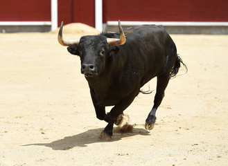 angry bull in spain
