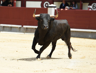 toro en españa