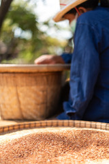 Women are working to separate rice in Thailand.