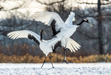 Dancing Cranes. The ritual marriage dance of cranes. The red-crowned crane. Scientific name: Grus japonensis, also called the Japanese crane or Manchurian crane, is a large East Asian Crane.