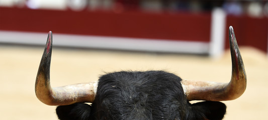 toro en españa