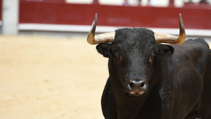 toro en españa