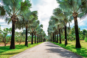 Palm trees roadside in the park garden with road on bright day and blue sky background