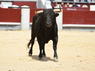 toro bravo en españa