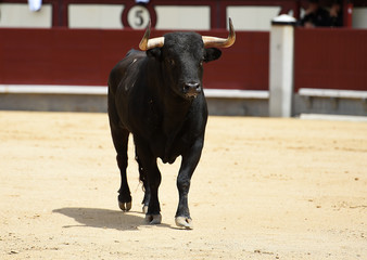 toro bravo en españa