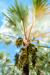 palm fruit on tree in the garden on bright day and blue sky background