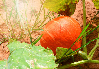 Obraz premium Orange pumpkin plant tree growing on vine ground on organic vegetable garden agriculture farm