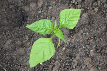 fresh green chili tree in nature garden