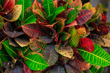 Croton, Mammy. Florida. USA  © miami2you