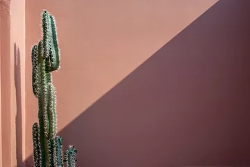 Foto auf Acrylglas Kaktus Rosa Wand