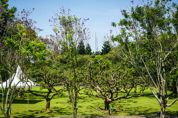 Fototapeta premium big bonsai tree on the middle of green park on the daylight with green grass - photo indonesia