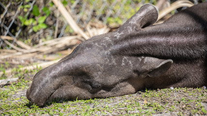 Tapir animal. Florida. USA 