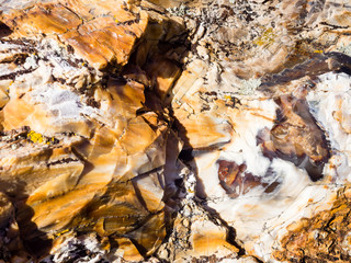Petrified wood texture background from ancient tree at Ginkgo Petrified Forest State Park, WA, USA
