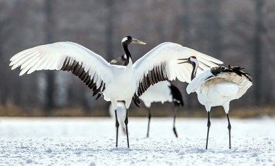 Dancing Cranes. The ritual marriage dance of cranes. The red-crowned crane. Scientific name: Grus japonensis, also called the Japanese crane or Manchurian crane, is a large East Asian Crane.