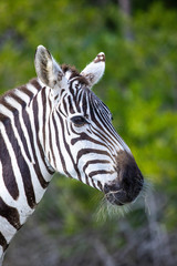 Fototapeta na wymiar Zebra face. Florida. USA. 