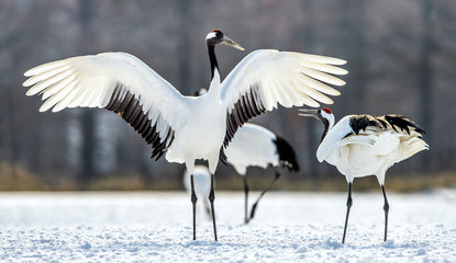 Dancing Cranes. The ritual marriage dance of cranes. The red-crowned crane. Scientific name: Grus japonensis, also called the Japanese crane or Manchurian crane, is a large East Asian Crane.